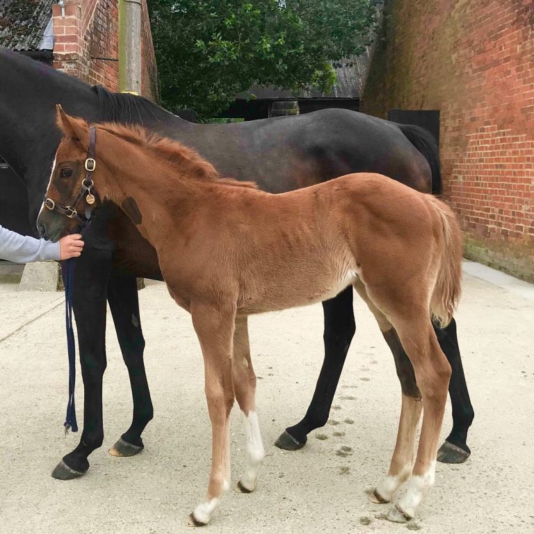 what is a scid foal